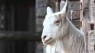 Ham Season Teaser 4 'Goat'