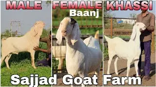 3 ALAG ALAG NASAL EK VIDEO EK FARM | SAJJAD GOAT FARM | BADARPUR