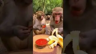 Monkey vibes all day! 🇺🇸🇬🇧  #MonkeyVibes #FunnyMonkey #CuteMonkey #MonkeyVideo #FunnyAnimals #Comedy