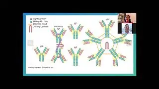 The Immune System and COVID 19 Testing