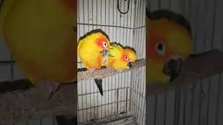 How to Take Care of Sun Conure  & breeding  pairs