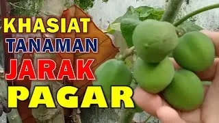 Khasiat Tanaman Jarak Pagar