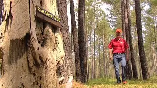 Forest Consultant Shares Thoughts On Tree Farming