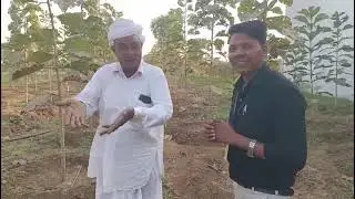 TISSUE CULTURE BARMA TEAK SAGWAN #farming  BAGVANI KHETI SABHI KISAN LAGAEN ACHCHA INCOME KAMAY