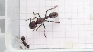 Messor muticus (Russia) vs Paraponera clavata (Ecuador) 29.07.2023
