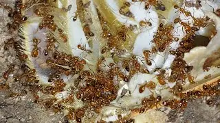 Relaxing Ants Feeding LIVE | Red Ants Eating Rice & Sugar | Relaxing Nature Observation #relaxing