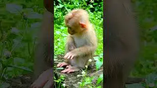 #babyanimal #animals #sovana #babymonkey #cute #sovanamonkey #babyprimate #sovanafimily