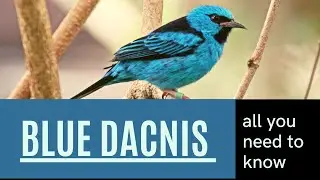 Blue Dacnis facts 🦜Turquoise Honeycreeper 🦜 member of the tanager family