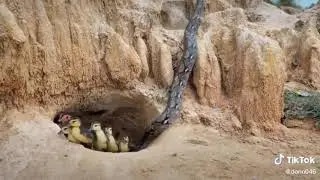 Mother duck sacrifices life to save her babies | Best tiktok videos