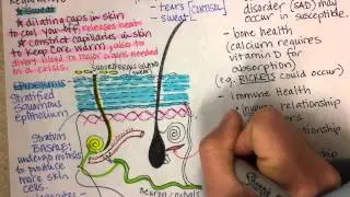 Integumentary System, Part 3
