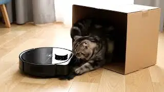 Cat vs. Robot Vacuum: The Ultimate Box Defense! 📦⚔️