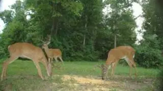 A look at the Snap Shot Sniper trail camera system