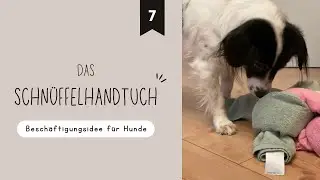 Besch&auml;ftigungsidee f&uuml;r Hunde | Das Schn&uuml;ffelhandtuch