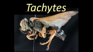 Tachytes