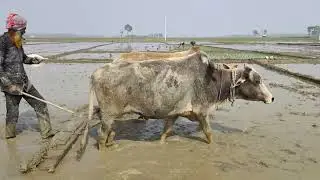 Traditional Rice Field Preparation Using Oxen  Plowing and Leveling for Paddy Cultivation