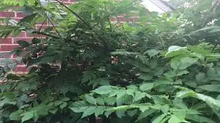 Trumpet Vine, Love It or Leave It