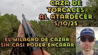 CAZA de TORCACES al atardecer | 05/10/2025 🕊️🌾