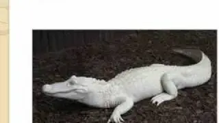 Amazing Albino Animals