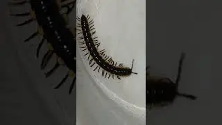 millipede movement,  in round container. non poisonous.