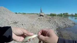 OROVILLE WILDLIFE  #fishing #fish #short #explore #outdoors #fun #fishingvideo #bass #latestnews