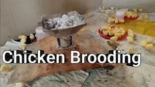 Day old Chicks Brooding Tips - Heating up my Brooding Room