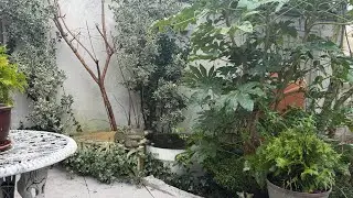 January garden tour 2026