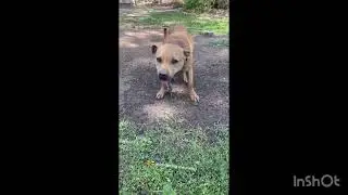HHKs Yard Tour ! #HomeoftheAmericanPitbullTerrier
