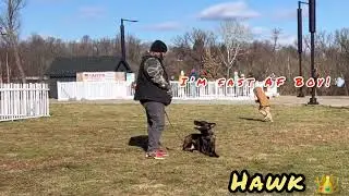 Belgian Malinois Dog Training | behavior modification | dog obedience school | balanced training 