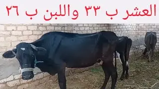 الضبعاوي ولعها ألبقر العشر والعجول واللحم ببلاش ٣/ ٢/ ٢٠٢٦م