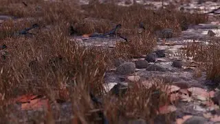 How to create a realistic nature environment in Blender