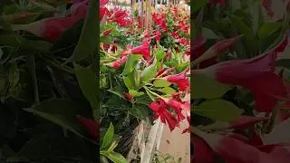 Красивые цветы. Какие из них вам больше всего нравятся? #сад #цветы #Канада