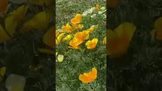 Что украшает цветник? Эшольция во красе! #цветники #garden