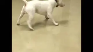 Bull Terrier Spins in Excitement