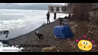 NLWs eagle landing