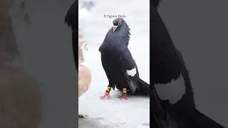 Kasni Patet Chotidar & Kaala Menadar #xfighterbirds #pigeon #kabootarlovers #kabootar