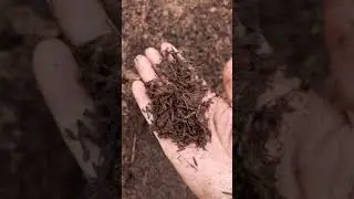 Long Method Mashroom compost treatment Process