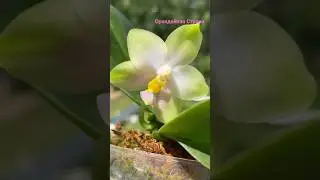 Редкость от Джоя GW961 Phal. Tsai's Ever Green x Phal. violacea 'Alba' В родителях белая виолацея