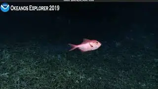 Beryx decadactylus~Alfonsino fish @ Blake Plateau Knol