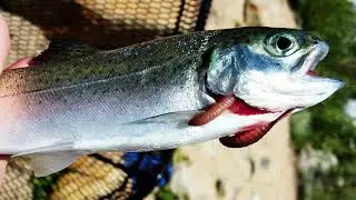 Trout Fishing at Rock Creek Lake