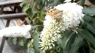 Daydream: A Glimpse Of Nature 2