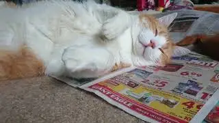 Watch Cute Cat Relax Belly Up