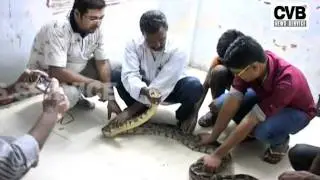 PYTHON CAUGHT ALIVE IN BHOPAL- LIVE VIDEO