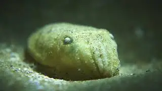 Elegant Cuttlefish (Sepia elegans) / Bembridge Marine Conservation Zone  / Isle of Wight