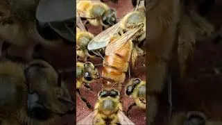 abeja reina | queen bee #beesherald