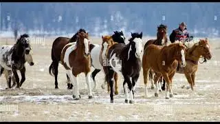 A Stampede Of Horses at Gallatin River Ranch. Klein Montana 2008