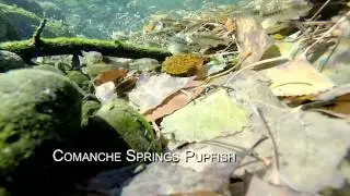 Endangered Comanche Springs Pupfish