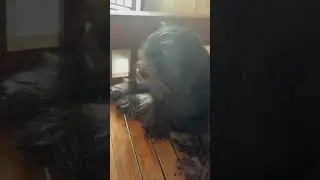 AMBER VS DRAMA SA RADYO