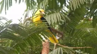 When two Orioles (Oriolus chinensis) meet.