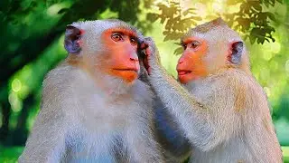Rainbow & Brady&rsquo;s Deep Bonding! Emotional Grooming Moments After Private Time