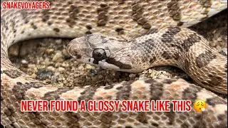 I FOUND A GLOSSY SNAKE (SUPER RARE)